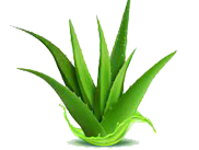 Aloe vera cosmetic soap